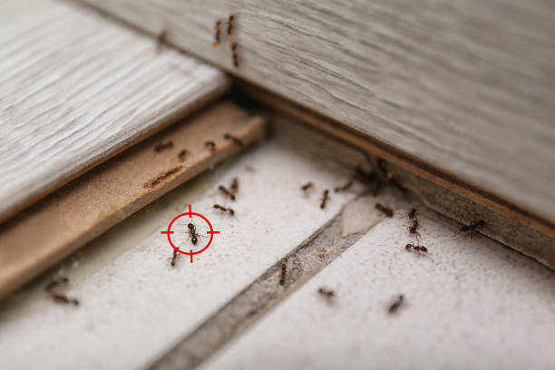 Best Termite Control Services  in Perryman, MD